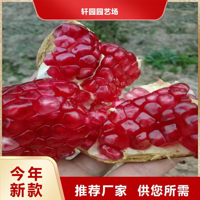 黑籽石榴苗什么时间移栽
