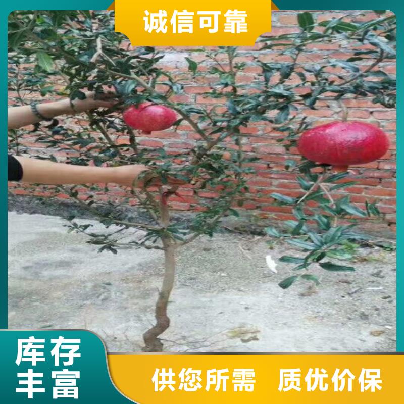 甜籽石榴树苗量多优惠