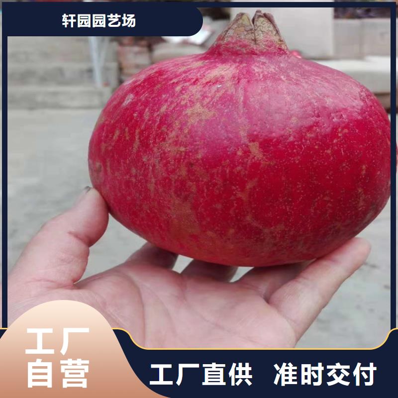 甜籽石榴树苗批发价格