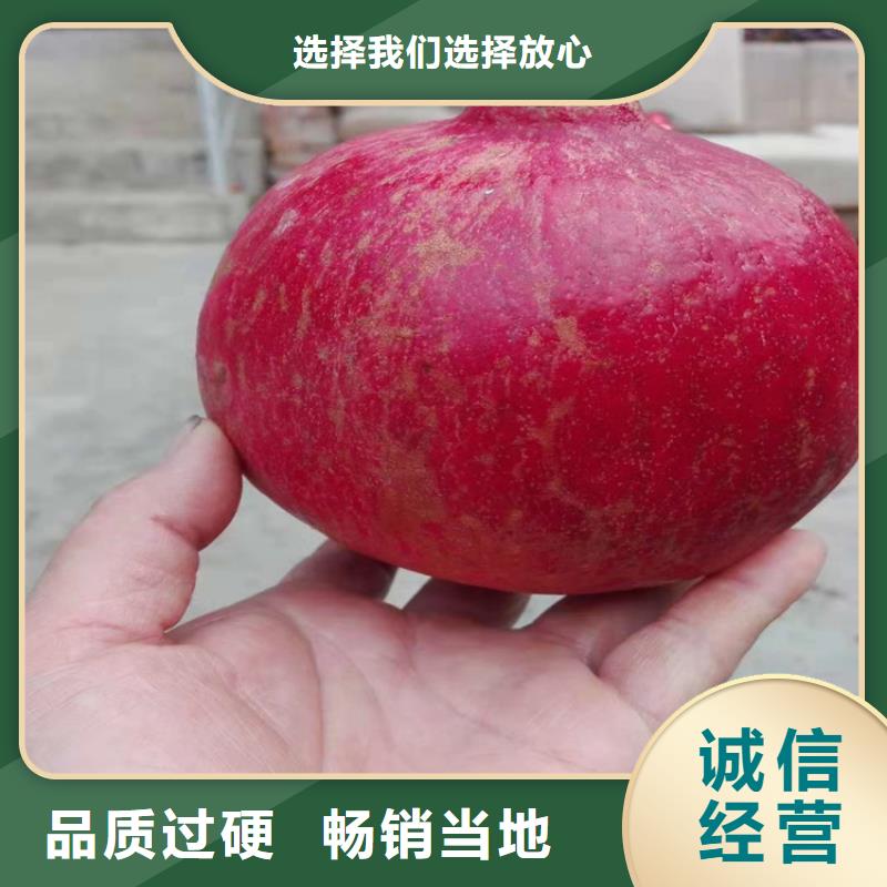 【石榴苹果苗敢与同行比质量】
