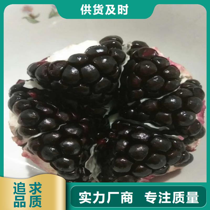 石榴_西瓜番石榴苗实力工厂