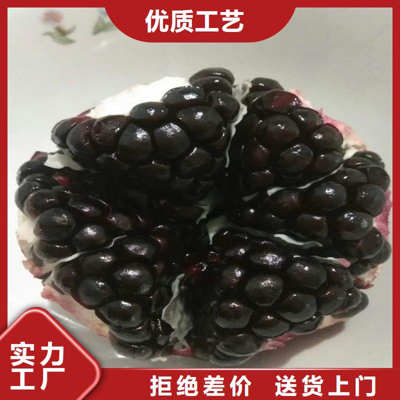 黑籽石榴树苗批发