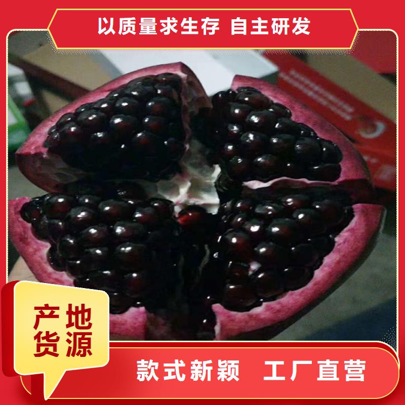 软籽石榴树苗全国发货