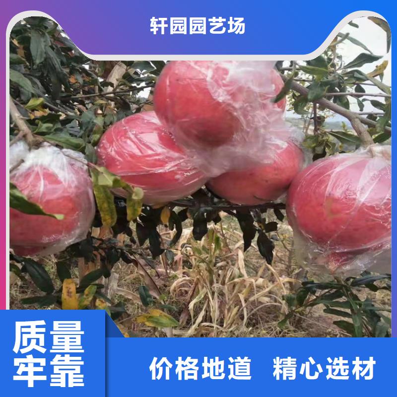 甜籽石榴树露天种植
