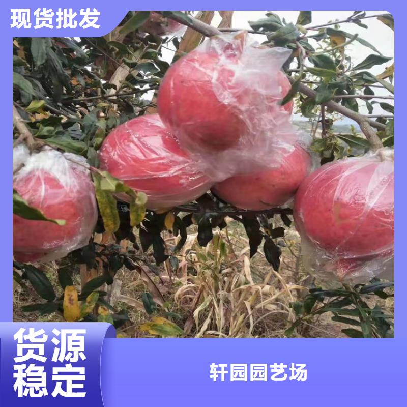 软籽石榴苗根系发达