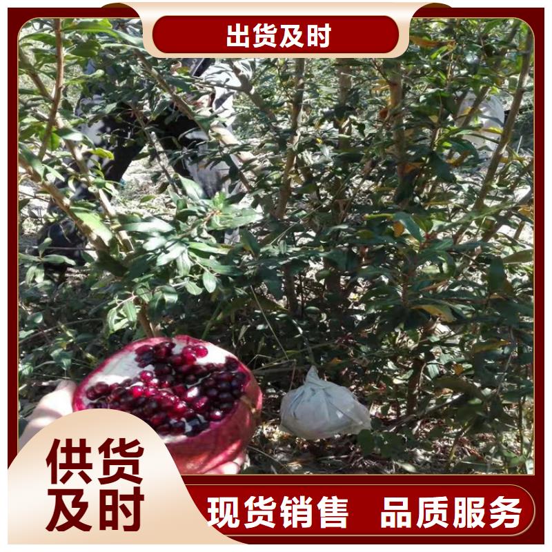 甜籽石榴树露天种植
