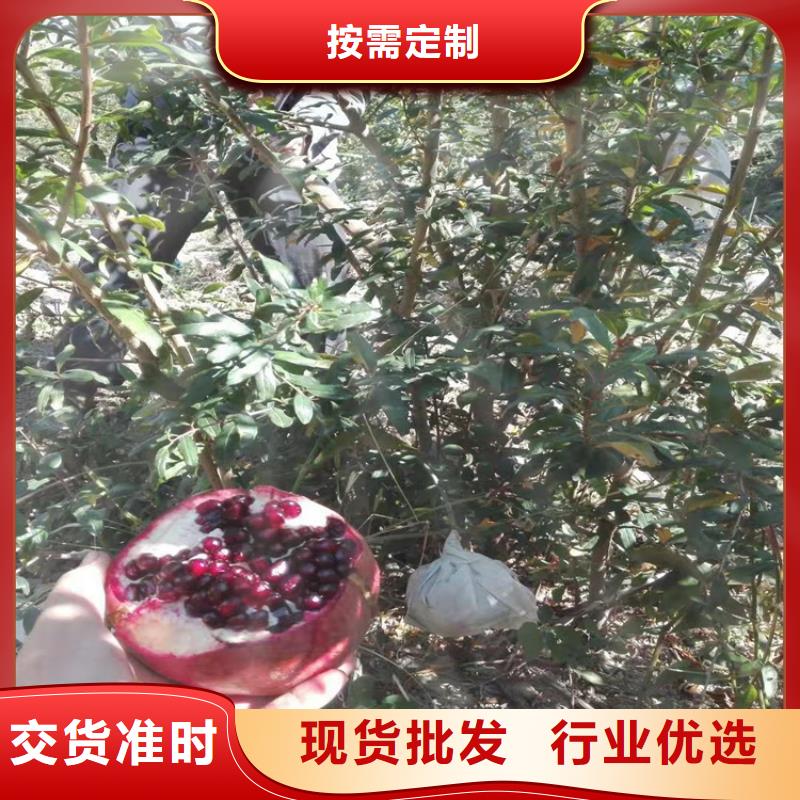 软籽石榴苗根系发达