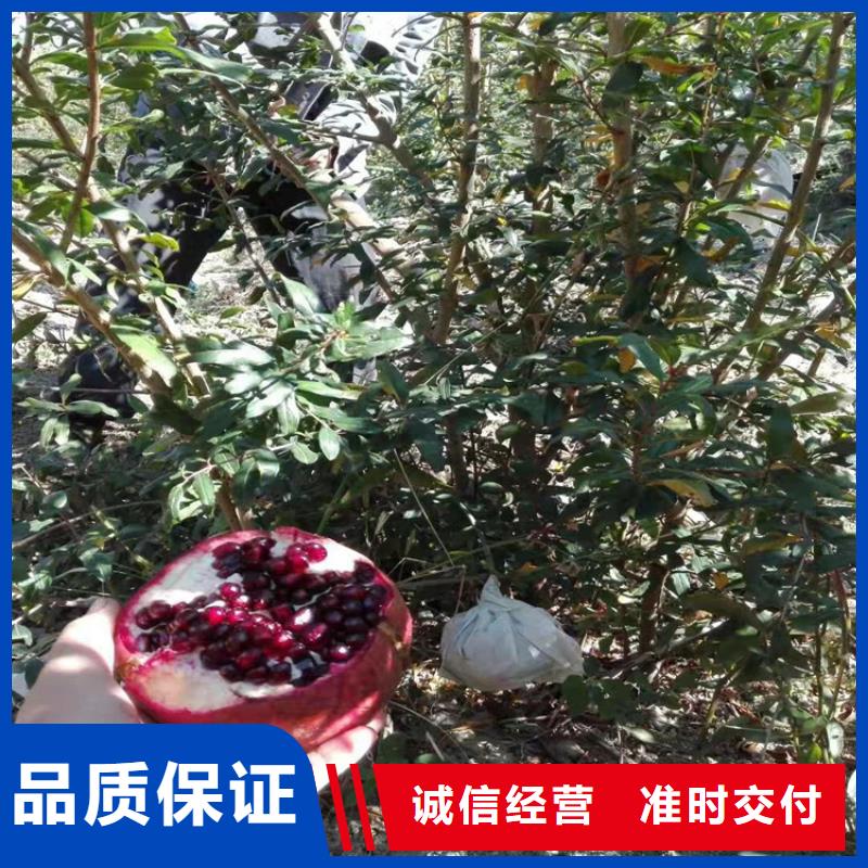 甜籽石榴树苗育苗基地