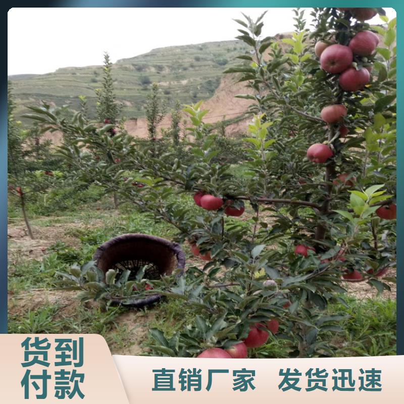 软籽石榴苗适合种植地区