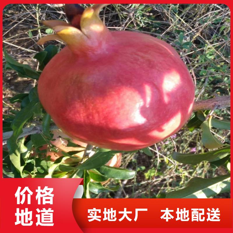 黑籽石榴苗批发