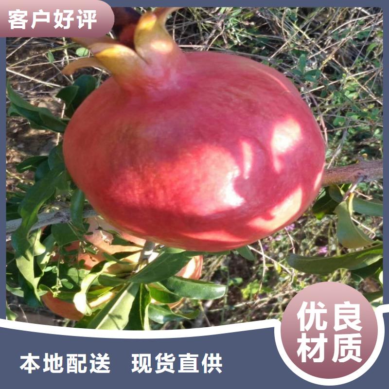 软籽石榴苗新奇品种
