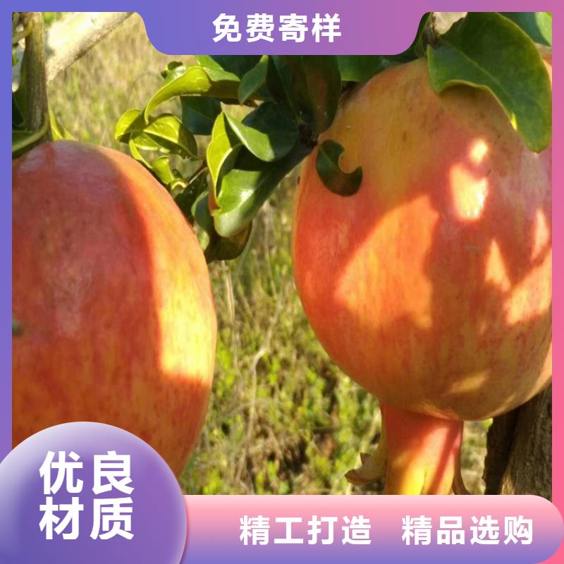 黑籽石榴苗成活率高