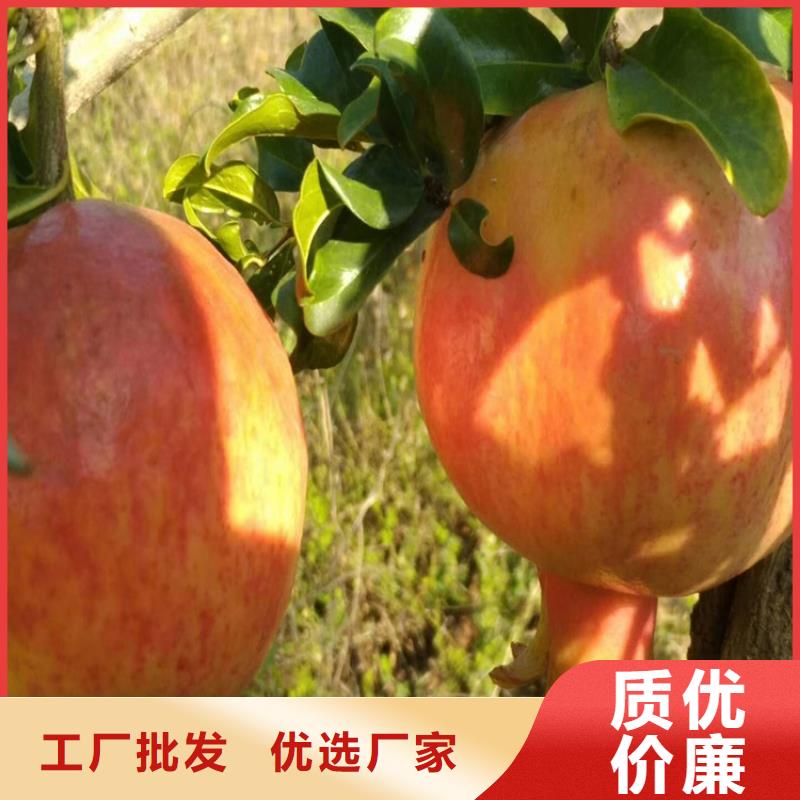 甜籽石榴树露天种植