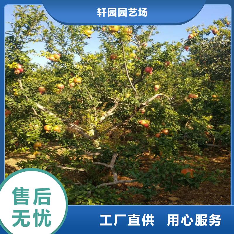 黑籽石榴苗什么时间移栽