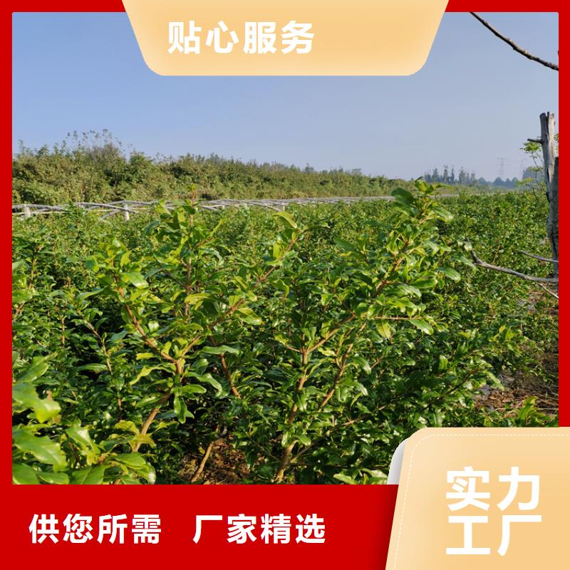 【石榴石榴树实体诚信经营】