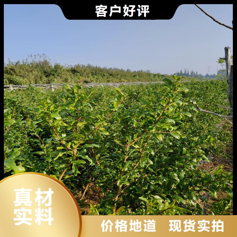石榴【蓝莓苗】自有生产工厂