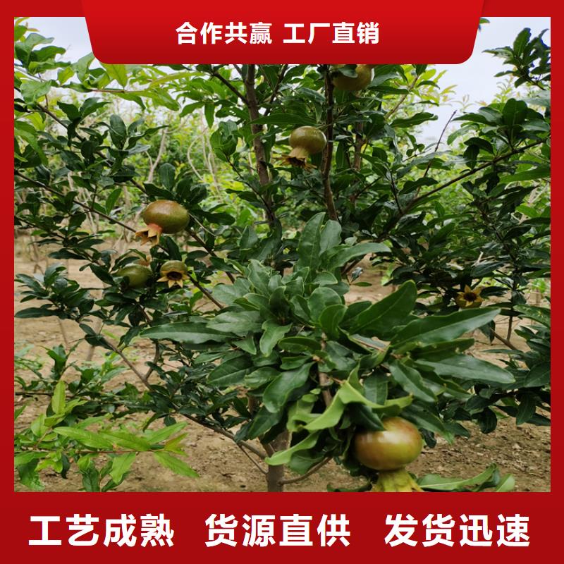 甜籽石榴树价格