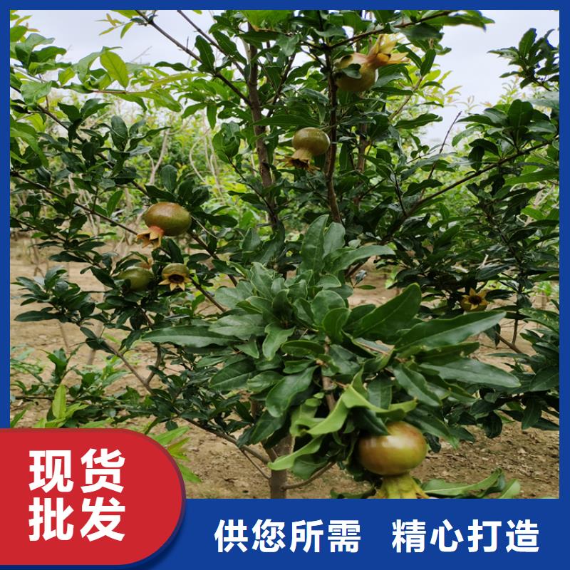 黑籽石榴苗基地直销