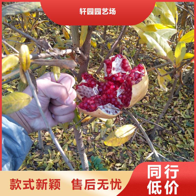 甜籽石榴苗量多优惠