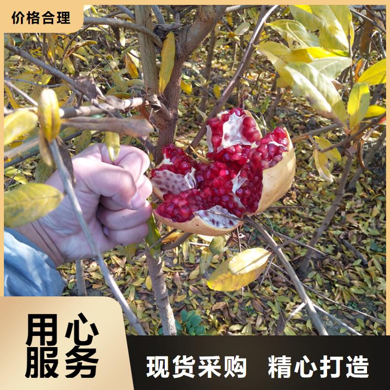 软籽石榴苗根系发达