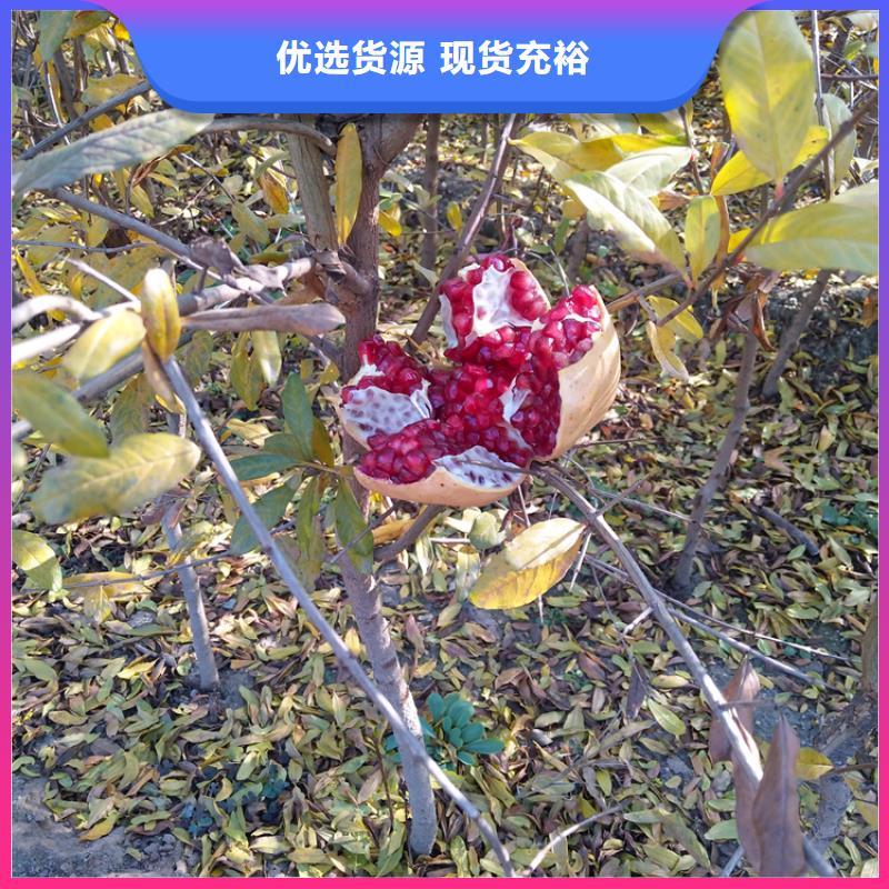 软籽石榴树苗全国发货