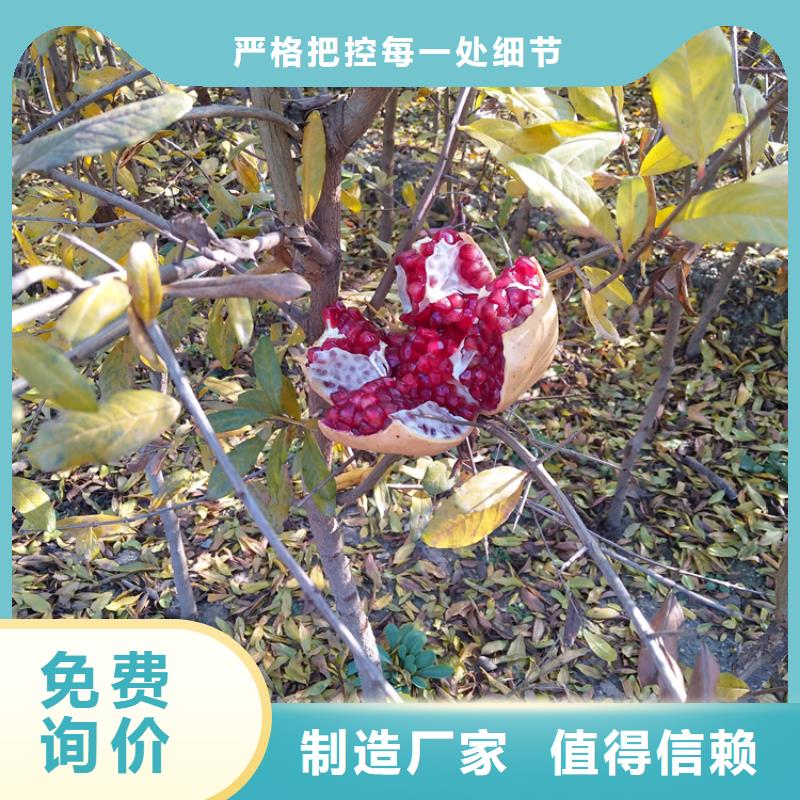 甜籽石榴树露天种植