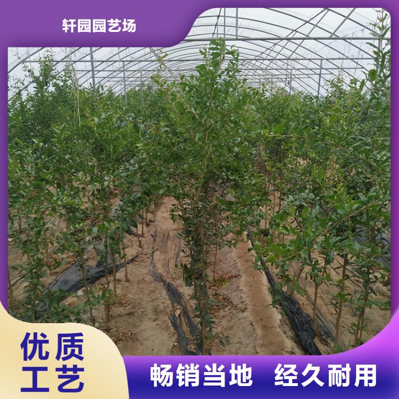 甜籽石榴树价格