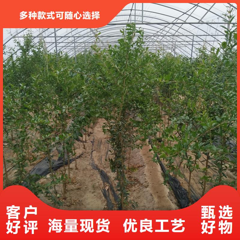 甜籽石榴树新奇品种