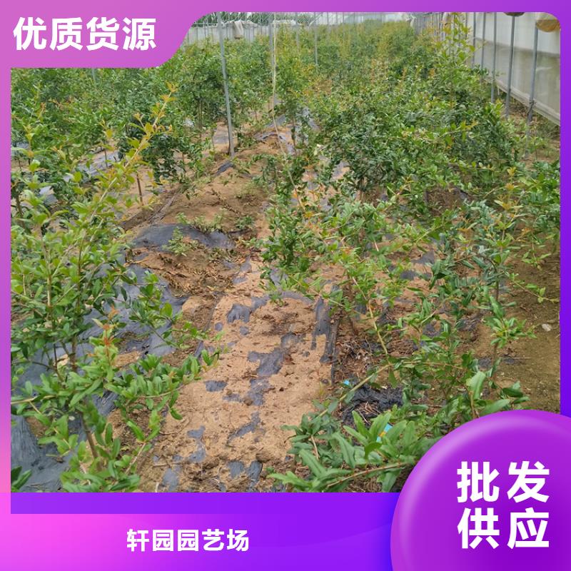 软籽石榴苗一亩地多少棵