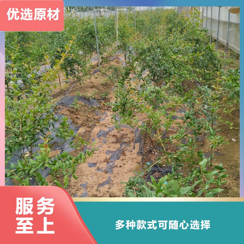 甜籽石榴苗种植管理技术