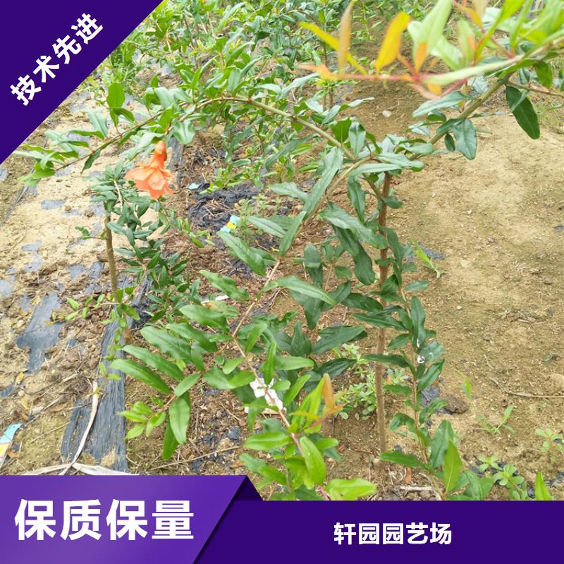 黑籽石榴苗基地直销