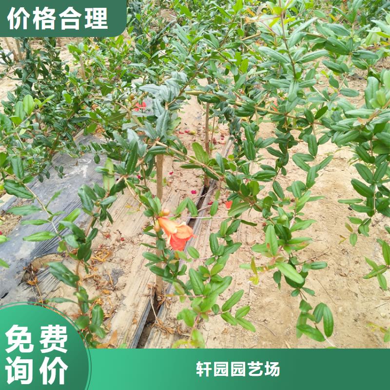 石榴_西瓜番石榴苗实力工厂