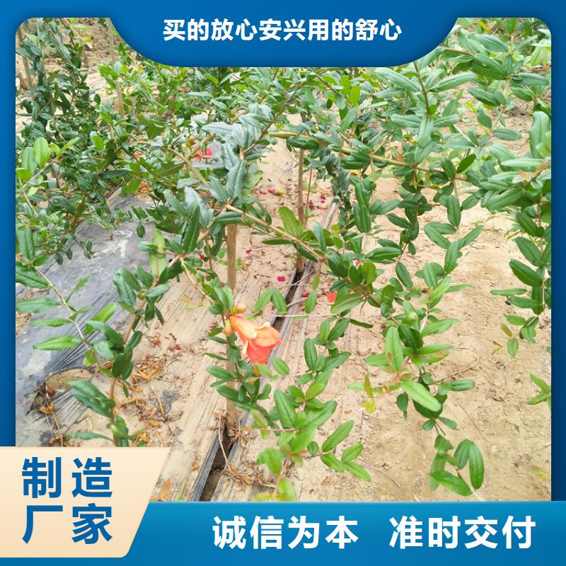 甜籽石榴树苗种植技术