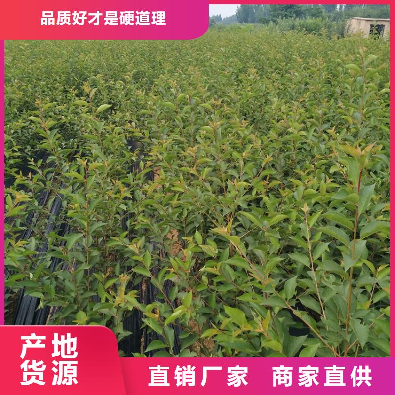 软籽石榴苗一亩地多少棵