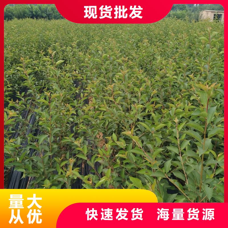 黑籽石榴树苗全国发货