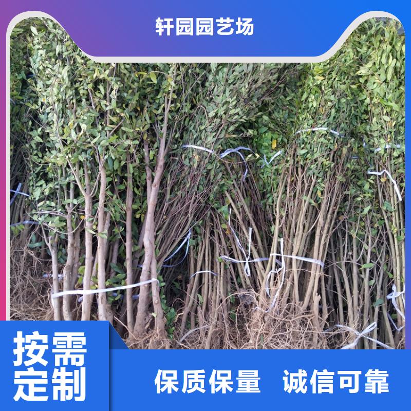 软籽石榴苗现挖苗现发货