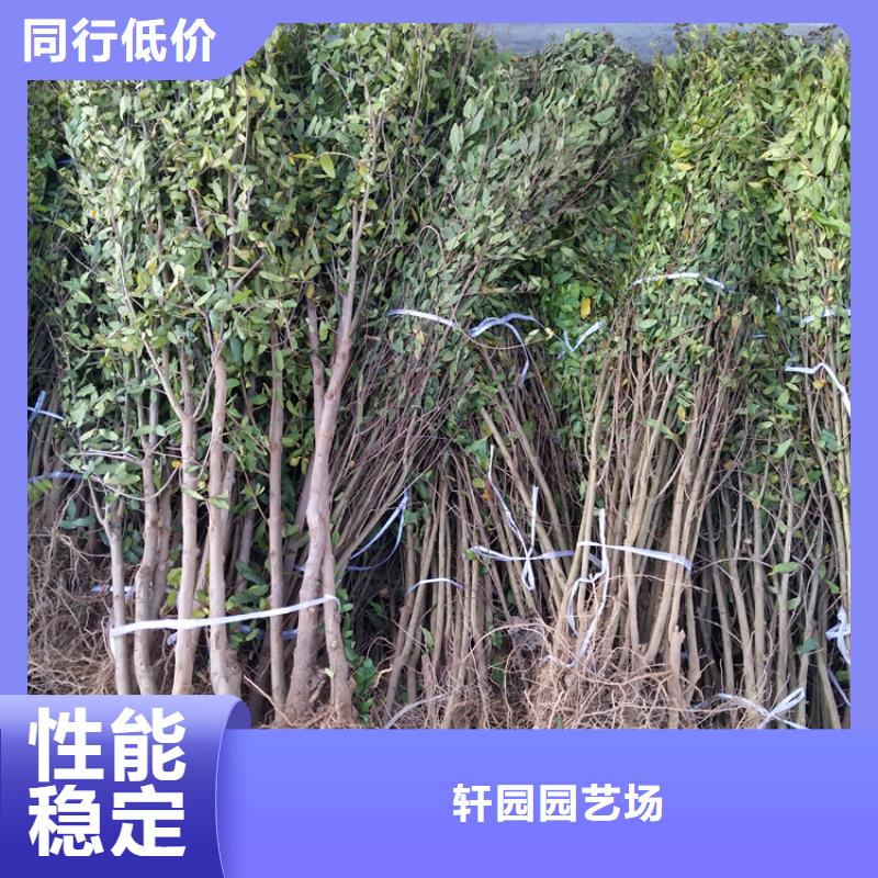 甜籽石榴树苗量多优惠
