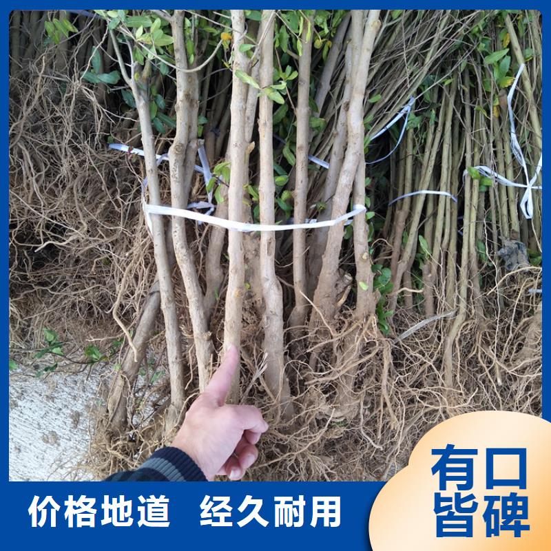 甜籽石榴树苗批发价格