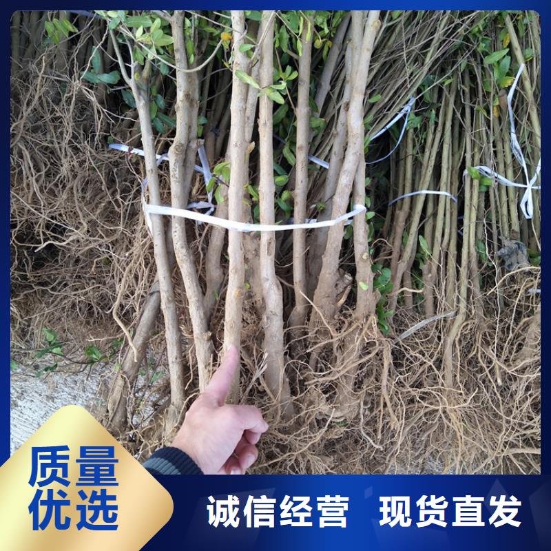 软籽石榴苗批发