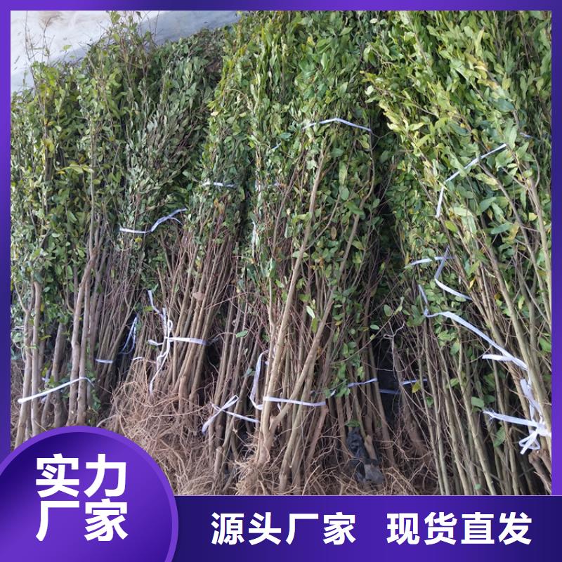甜籽石榴树苗育苗基地