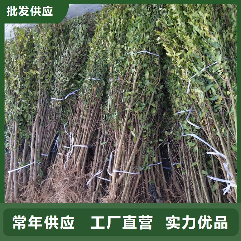 软籽石榴树苗全国发货