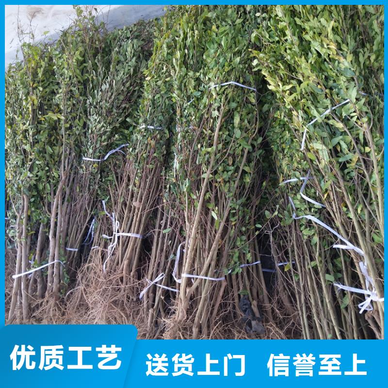 甜籽石榴树苗量多优惠
