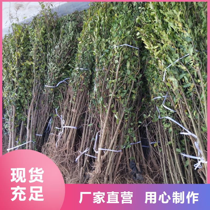 黑籽石榴苗成活率高
