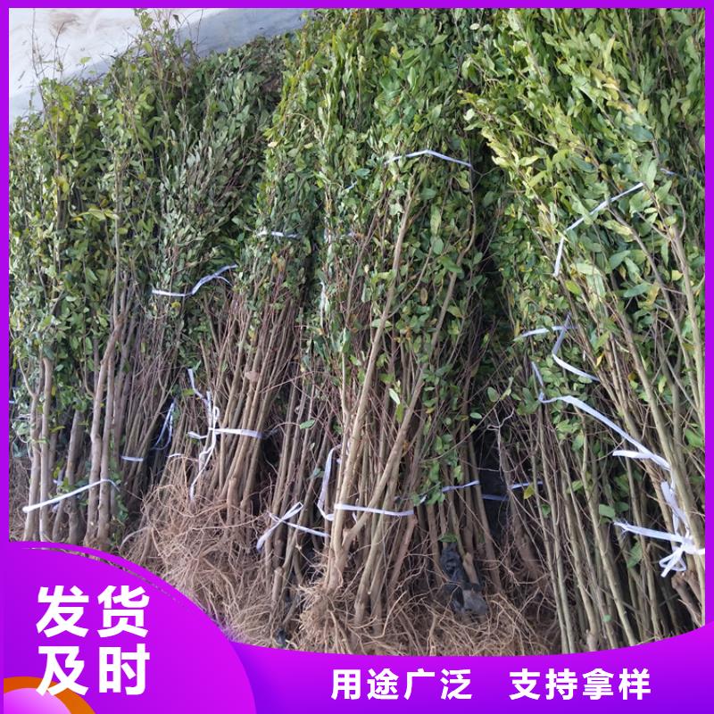 软籽石榴苗现挖苗现发货