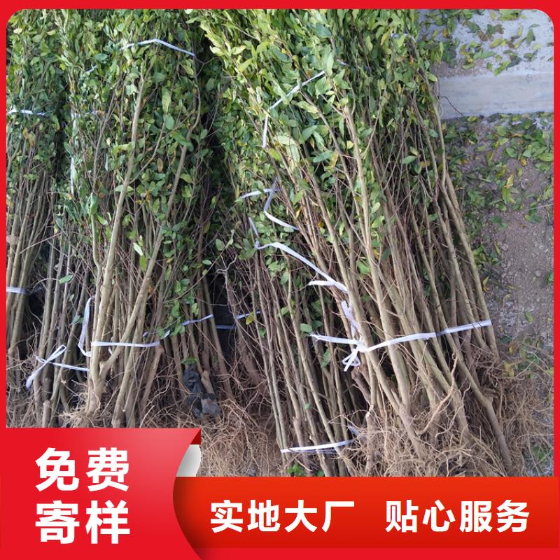石榴樱桃苗长期供应