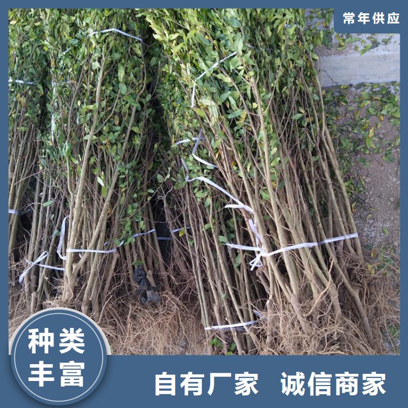 软籽石榴树苗全国发货