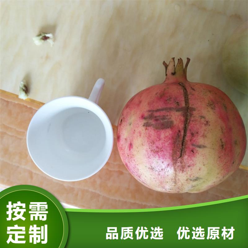 黑籽石榴树苗育苗基地