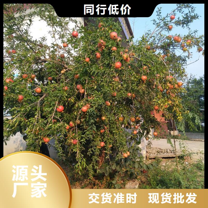 【石榴】-樱桃苗产地批发