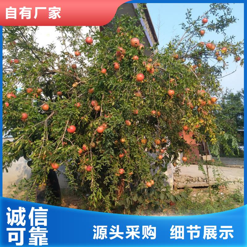 石榴【蓝莓苗】自有生产工厂