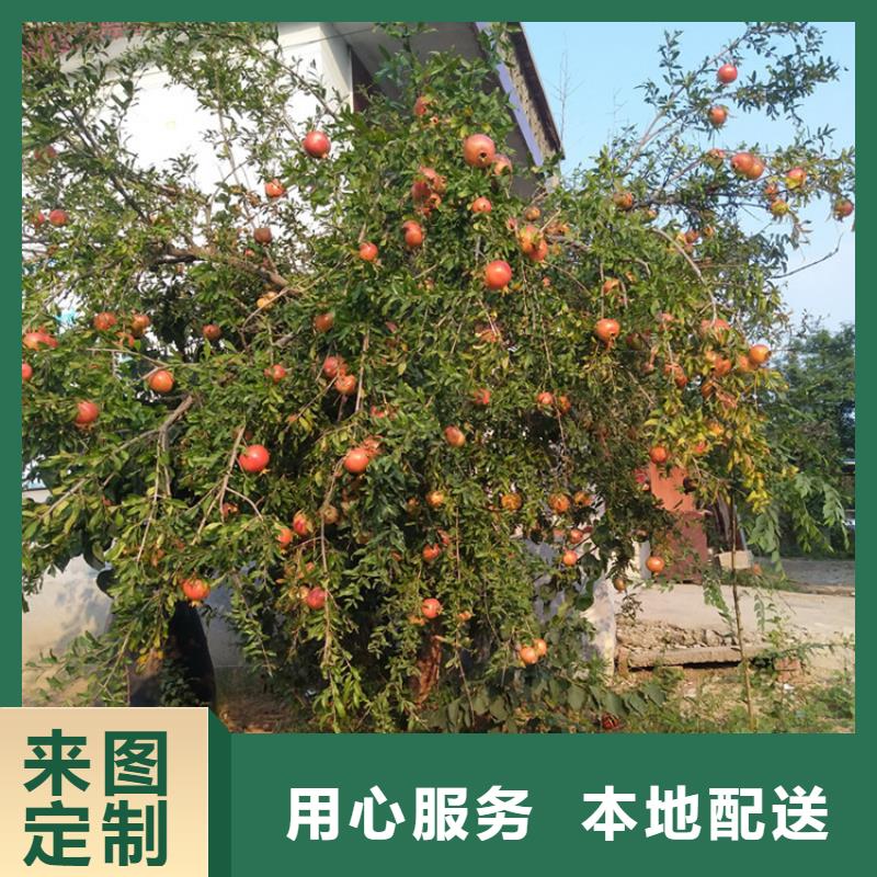 软籽石榴苗一亩地多少棵